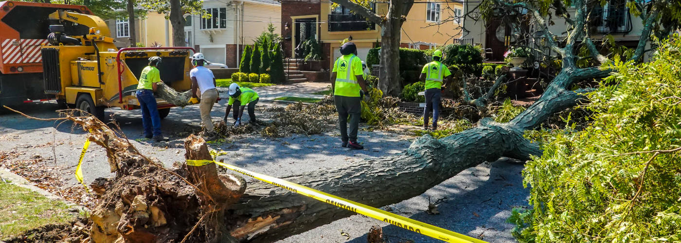 Featured Image for 3 B S TREE REMOVAL LLC